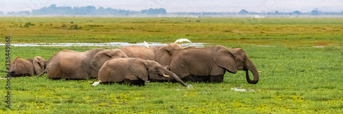 Fototapeta Herd of elephants drinking in the swamps in Africa, in the Amboseli park in Keny