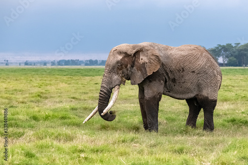 An old elephant walking in the savannah in Africa  beautiful animal in the Amboseli park in Kenya 