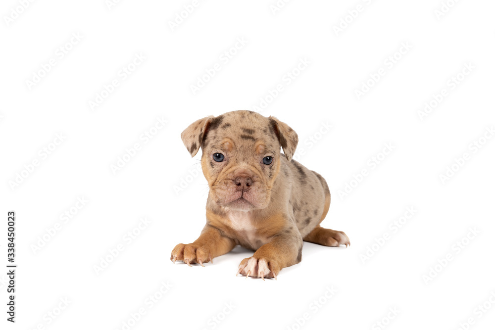 Portrait of an Old English Bulldog puppy lying isolated against a white background Portrait of an Old English Bulldog puppy lying isolated against a white background