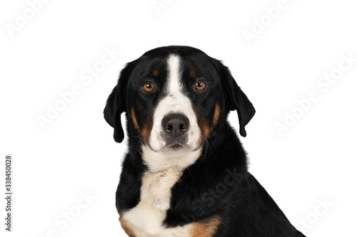 Portrait of a Appenzeller Mountain Sennen Dog head sitting isolated against a white background