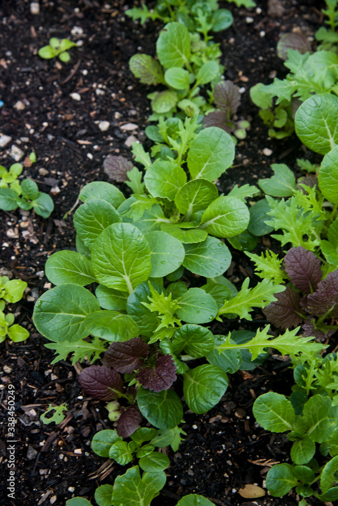 salad plants on the campus salad plants on the campus