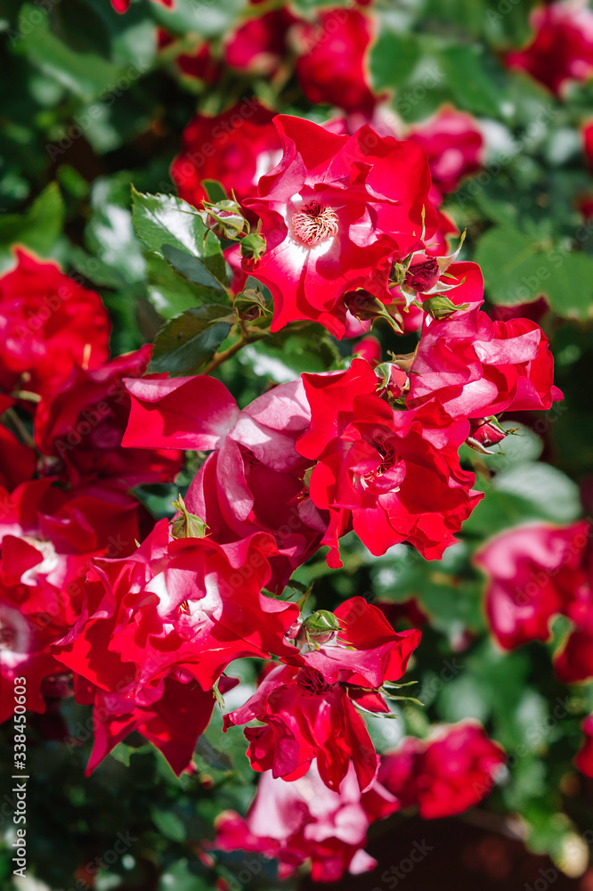 Fototapeta premium Red garden roses blooming in secret garden. Beautiful nature botany photo wallpaper. Close-up shot of the beautiful flowers. Suitable for floral background.