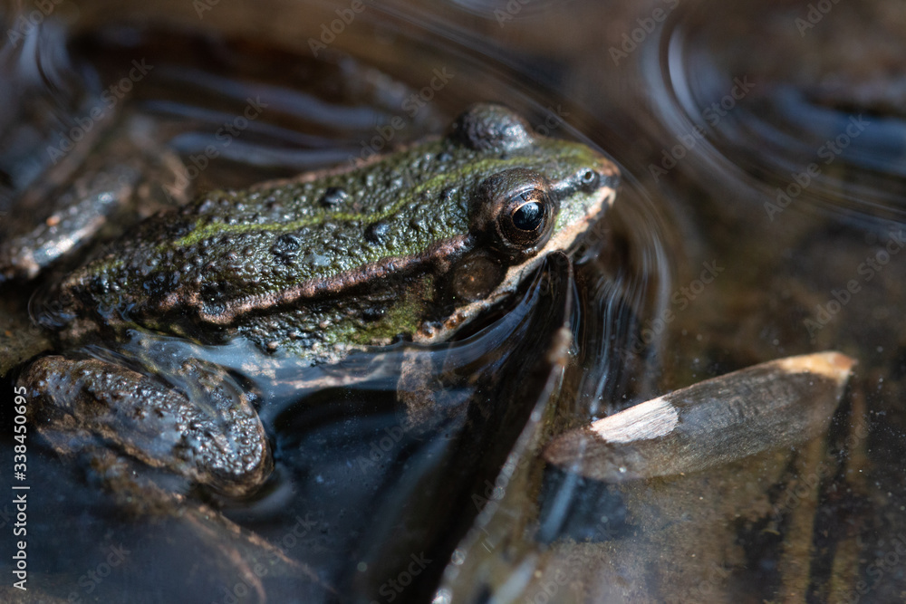 Frosch Frosch