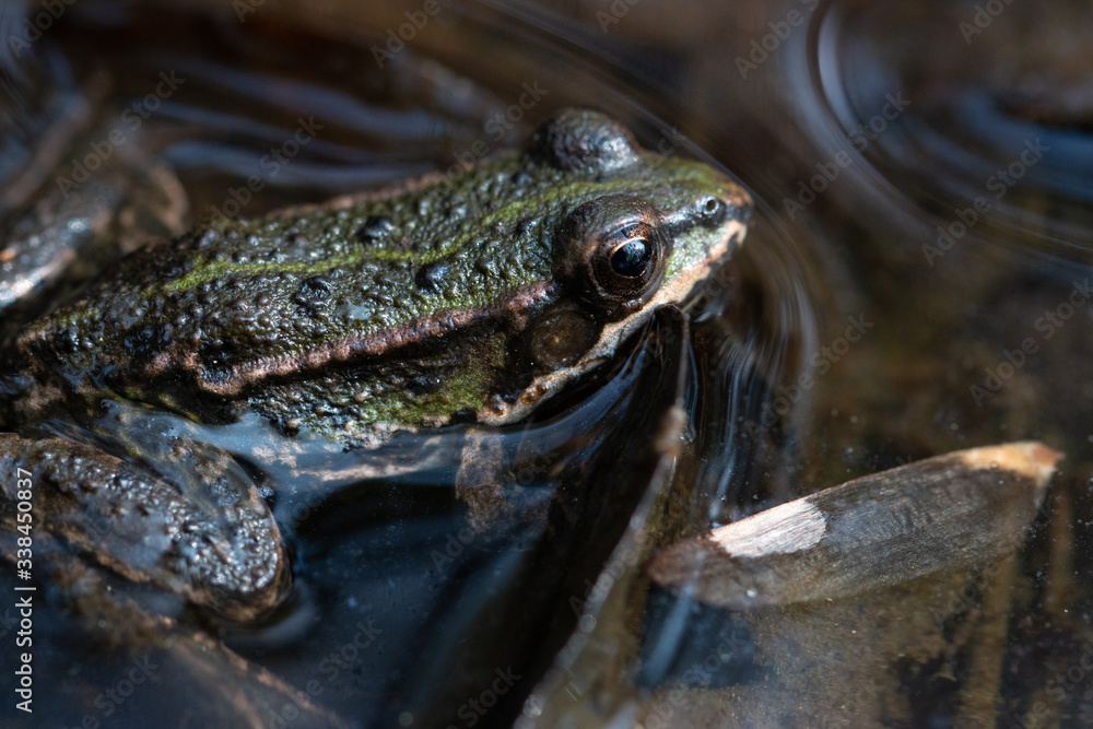 Frosch Frosch