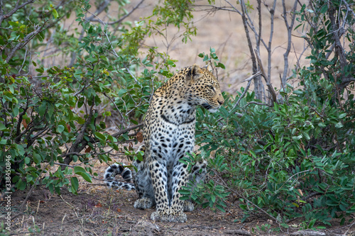 Female leopard (Panthera pardus) in the Timbavati Reserve, South Africa