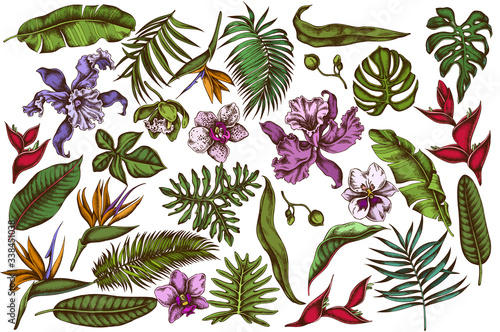 Vector set of hand drawn colored monstera, banana palm leaves, strelitzia, heliconia, tropical palm leaves, orchid