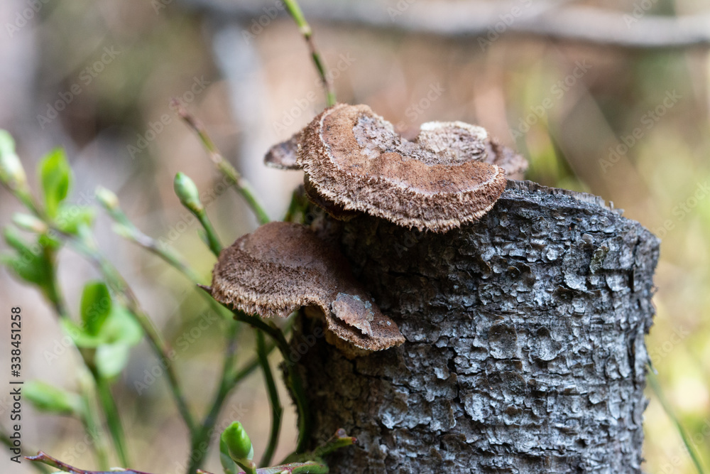 Pilz Pilz