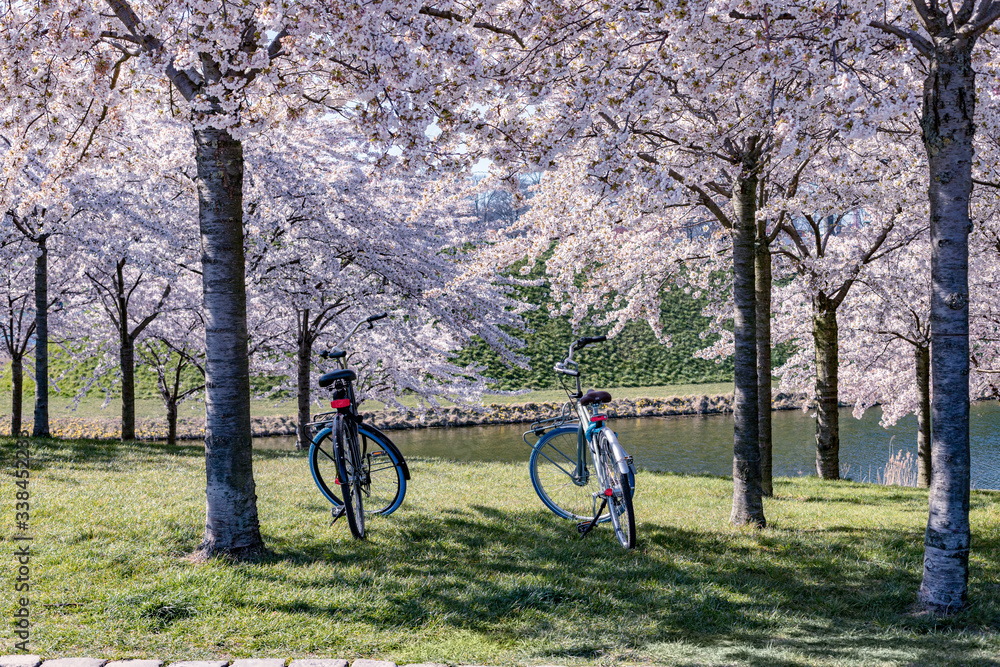 Two bicycles under pink sakura tree, cherry blossom trees in park. Two bicycles under pink sakura tree, cherry blossom trees in park.