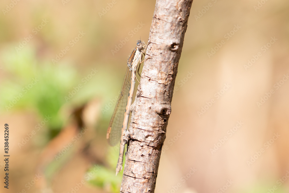Libelle Libelle