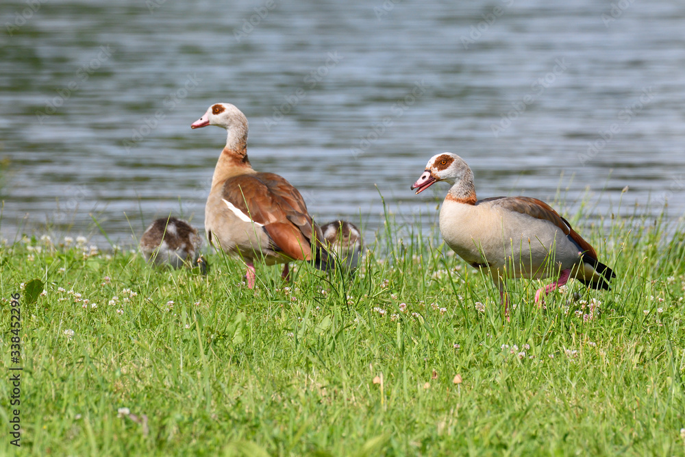 Nilgansfamilie in der Oberlausitz Nilgansfamilie in der Oberlausitz