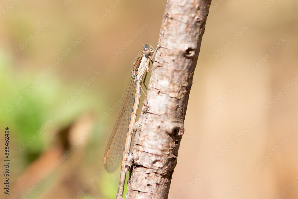 Libelle Libelle
