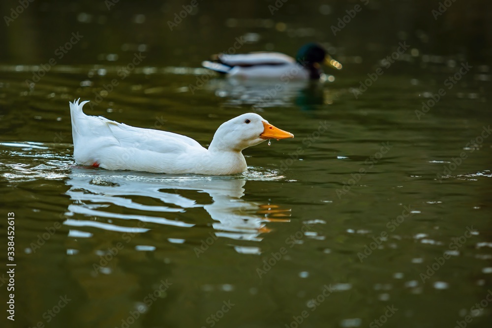 White domestic duck with orange beak swimming in a dark green lake drinking water. Reflection of the bird on water surface. A wild duck male in the background. Evening light. White domestic duck with orange beak swimming in a dark green lake drinking water. Reflection of the bird on water surface. A wild duck male in the background. Evening light.