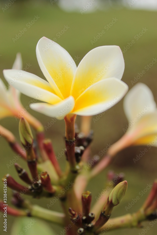 Obraz premium white frangipani flower