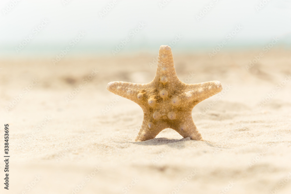 Sea star standing on golden sand near sea. Couple on summer vacation concept Sea star standing on golden sand near sea. Couple on summer vacation concept