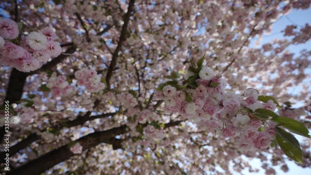 Nice Cherry blossom on a Japanese cherry tree in spring with blue sky and sunshine Nice Cherry blossom on a Japanese cherry tree in spring with blue sky and sunshine