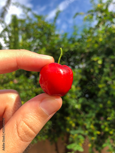 Hand holding brazilian Acerola fruit red berry with blurred tree in background