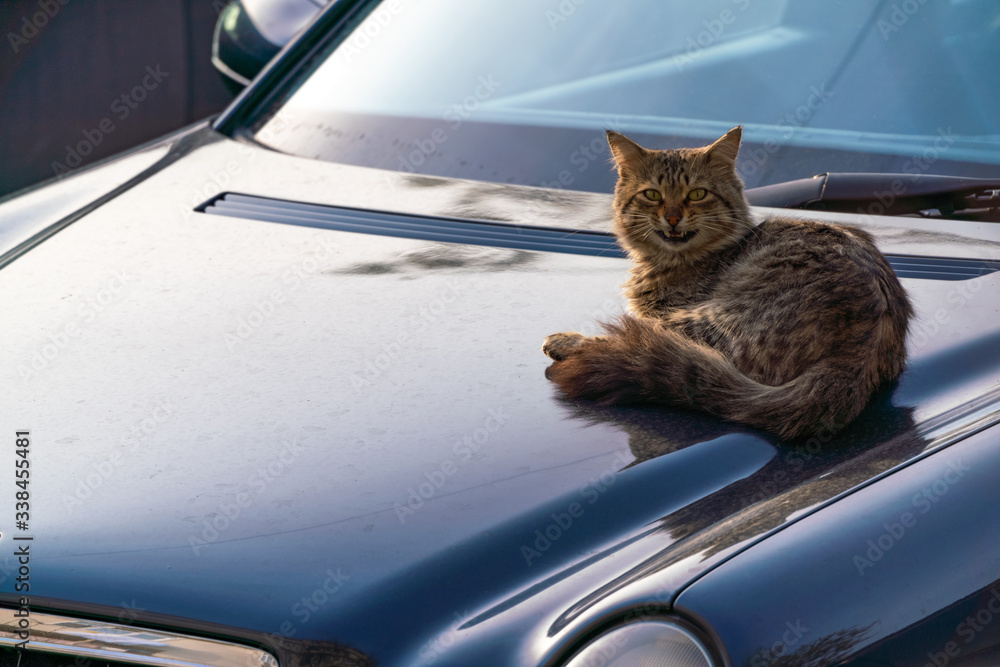  Stray homeless cat resting on the hood of a car