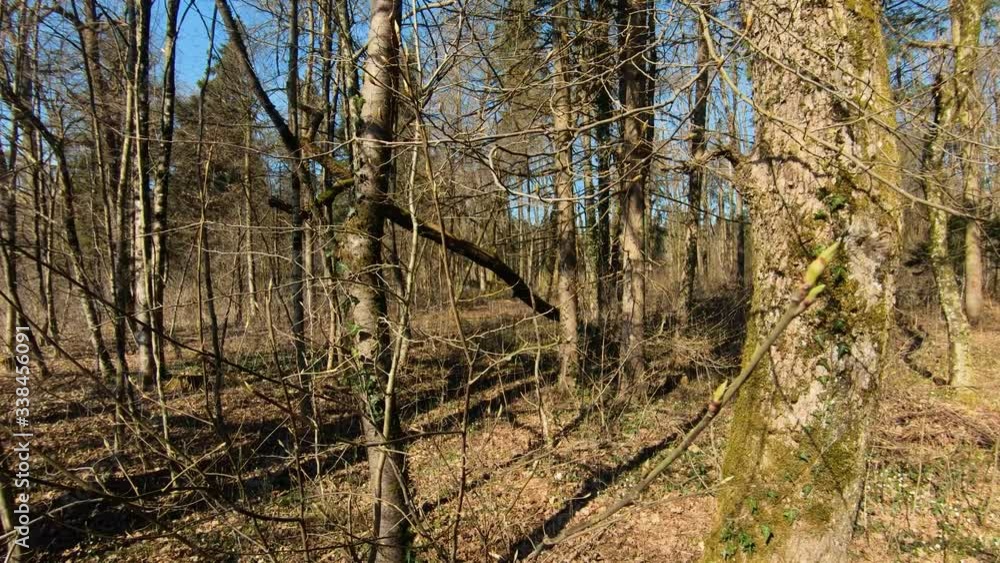 Close up trees blossom in spring season. Forest floor covered with leaves and branches in wilderness on a bright spring sunny day. Wide shot Close up trees blossom in spring season. Forest floor covered with leaves and branches in wilderness on a bright spring sunny day. Wide shot