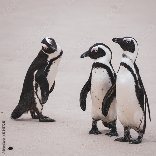 penguins on the beach