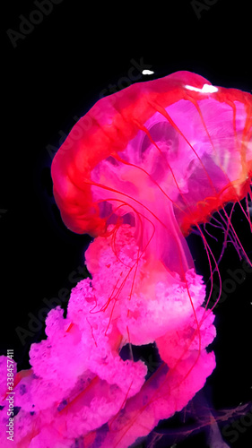 jellyfish in water