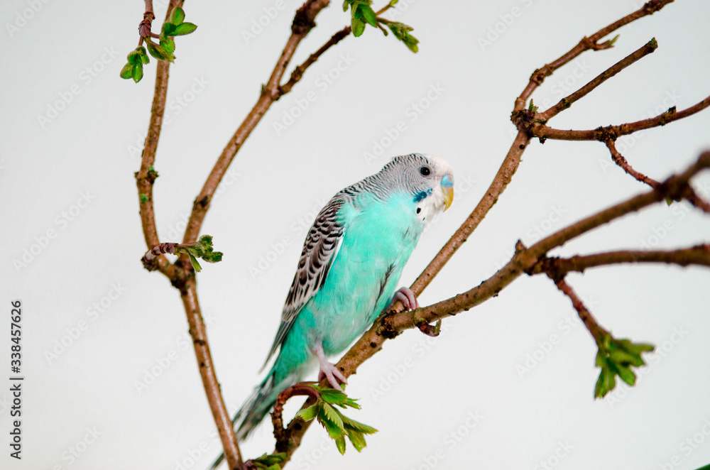 The budgerigar or blue wavy parrot sitting on a branch on white background at home. Wildlife animal in your house The budgerigar or blue wavy parrot sitting on a branch on white background at home. Wildlife animal in your house