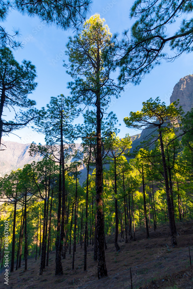 Scenic view on Caldera de Taburiente with green pine forest, ravines and rocky mountains near viewpoint Cumbrecita, La Palma, Canary islands, Spain Scenic view on Caldera de Taburiente with green pine forest, ravines and rocky mountains near viewpoint Cumbrecita, La Palma, Canary islands, Spain