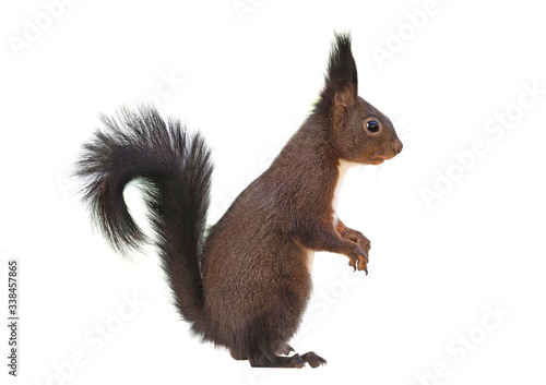 Red squirrel (Sciurus vulgaris), isolated on white background, side view © Robin