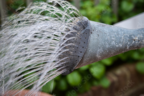 water pouring from a traditional metal watering can rose