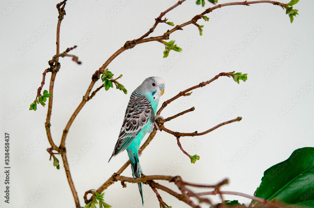 The budgerigar or blue wavy parrot sitting on a branch on white background at home. Wildlife animal in your house