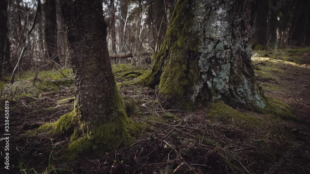 trees in the forest trees in the forest