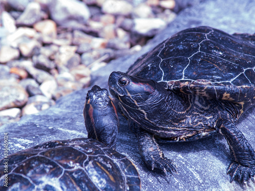 terrapins photo