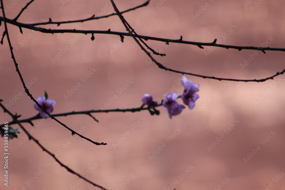 tree bloom pink, brick wall