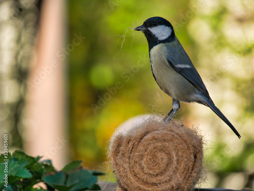 Meise holt Material für Nestbau photo