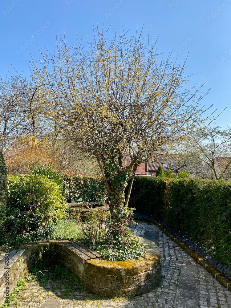 tree in the backyard in springtime