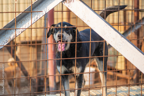 Homeless dogs in a shelter cage. Photographed close-up.