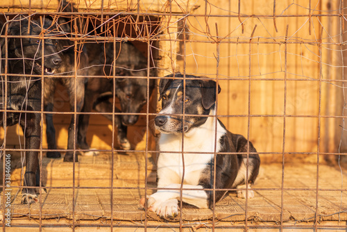 Homeless dogs locked in a cage. Photographed close-up.