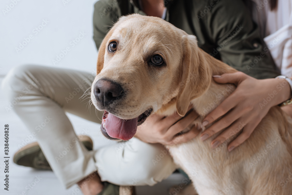 Cropped view of couple petting golden retriever on floor on grey background Cropped view of couple petting golden retriever on floor on grey background
