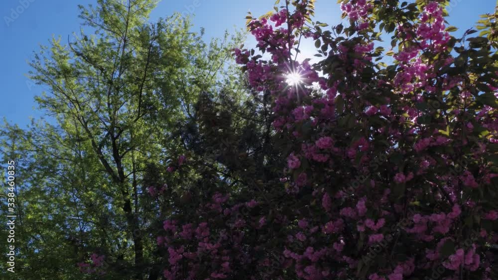 Blooming cherry tree, beautiful tree with pink velvet flowers Blooming cherry tree, beautiful tree with pink velvet flowers