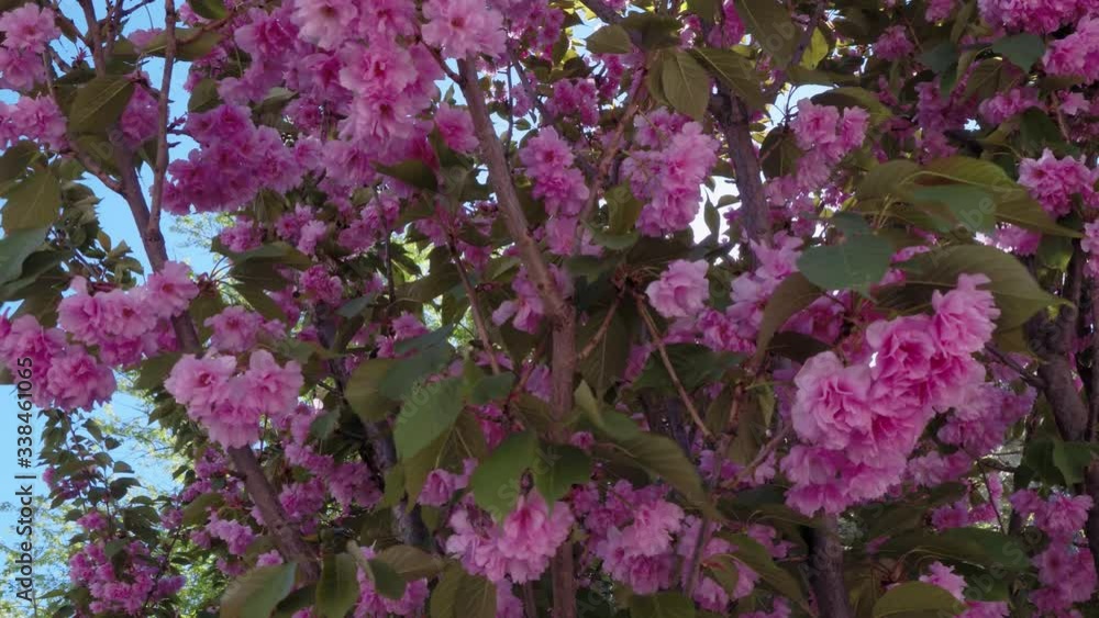 Blooming cherry tree, beautiful tree with pink velvet flowers Blooming cherry tree, beautiful tree with pink velvet flowers