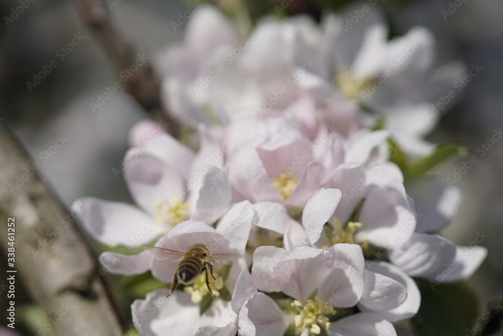 Apfelbaumblüte am Bodensee vor blauem Himmel