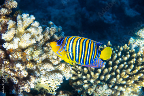 Royal Angelfish (regal angelfish) in a coral reef, Red Sea, Egypt. Tropical colorful fish with yellow fins, orange, white and blue stripes in blue ocean water. Underwater beautiful diversity.