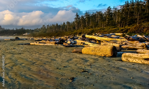 Windblown Sitka Spruce Forest With Stacks of Driftwood on Long Beach, Victoria Island, British Columbia, CAN