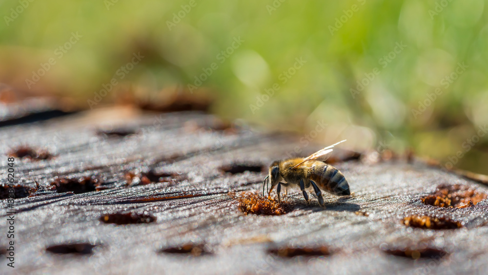 Fototapeta premium Close-up of a honey bee