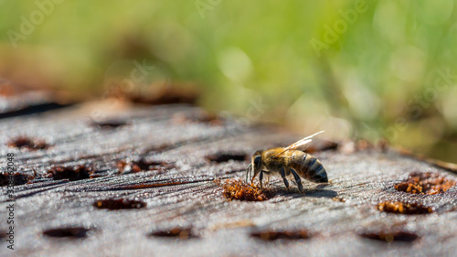 Close-up of a honey bee
