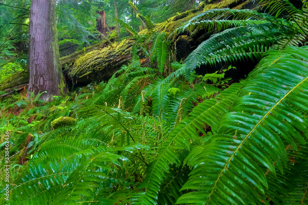 Western Sword Ferns (Polystichum munitum) Along the Trail to Elk Falls, Elk Falls Provincial Park, Cambell River, Vancouver Island, British Columbia, CAN Western Sword Ferns (Polystichum munitum) Along the Trail to Elk Falls, Elk Falls Provincial Park, Cambell River, Vancouver Island, British Columbia, CAN