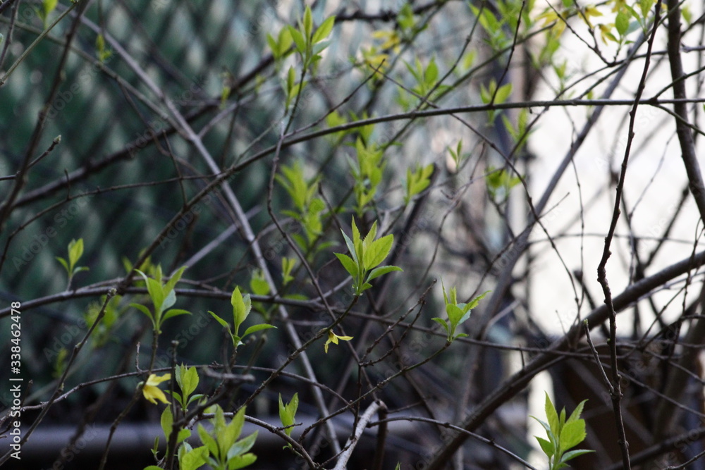 fence flowers