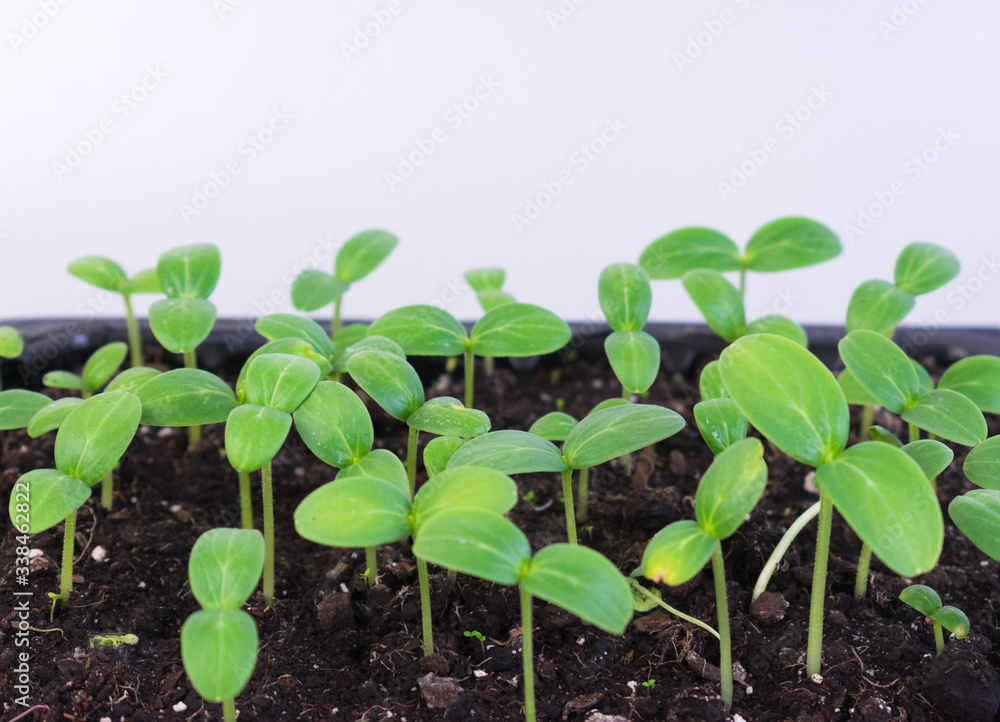 Small seedlings of cucumber grow in a tray for growing seedlings.
Small seedlings of cucumber grow in a tray for growing seedlings.