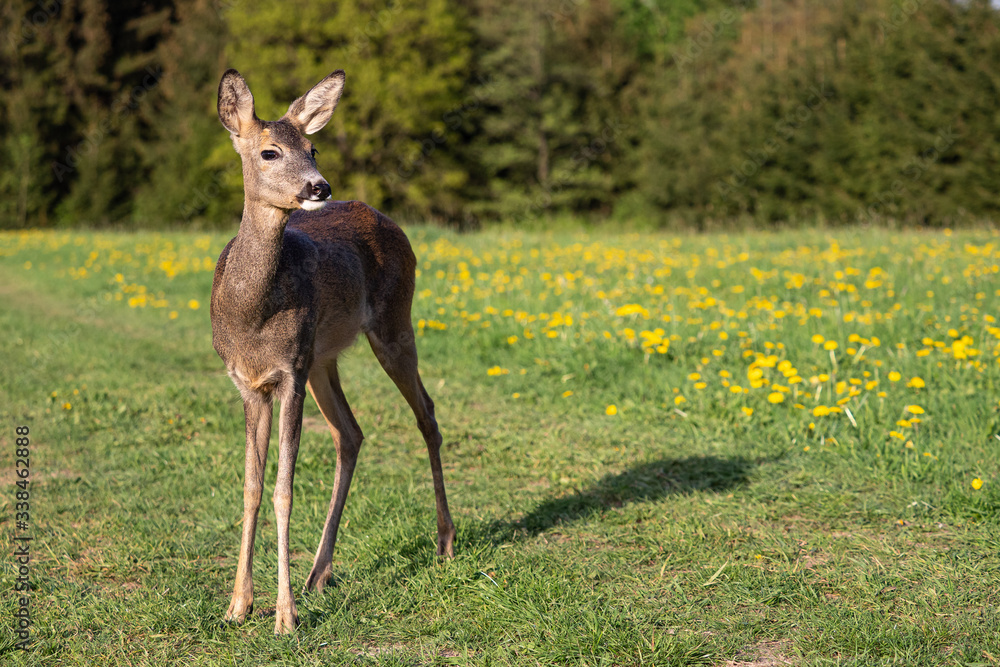 Fototapeta premium Roe deer in grass, Capreolus capreolus. Wild roe deer in spring nature.