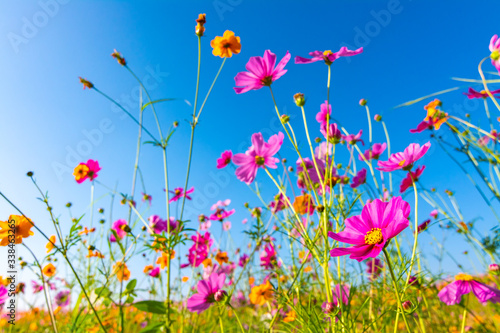 cosmos flowers blooming in the garden © Meawstory15Studio