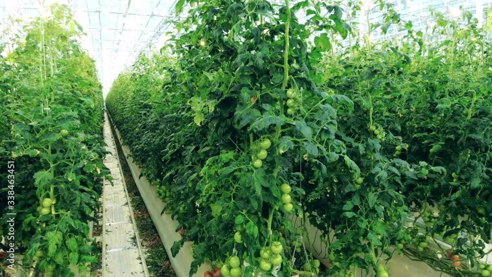Rows of green tomatoes in the warmhouse being irrigated Rows of green tomatoes in the warmhouse being irrigated